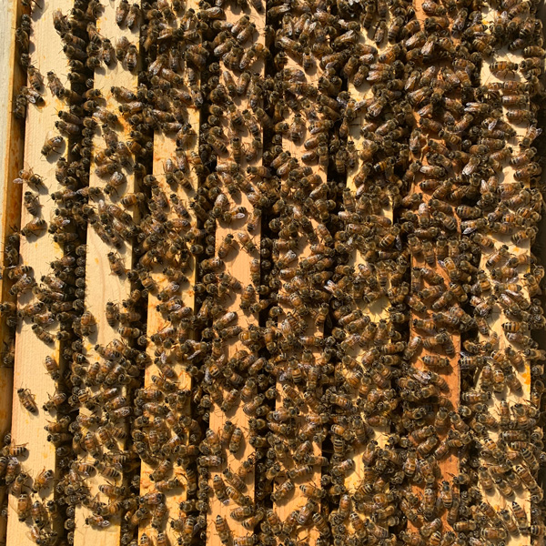 Honey-Bees