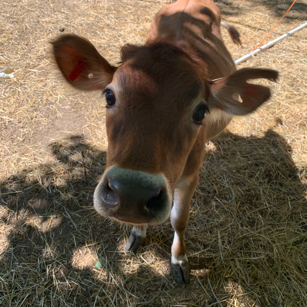 Jersey-Cow-Ellie