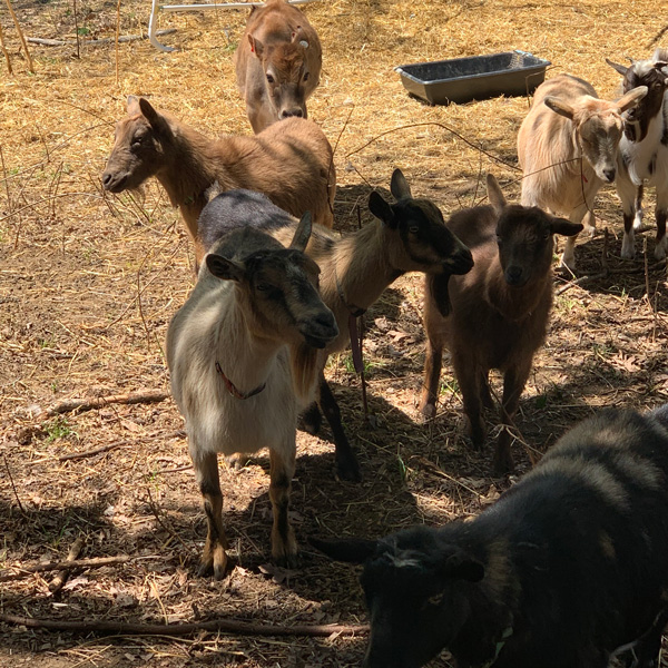 Nigerian-Dwarf-Goats
