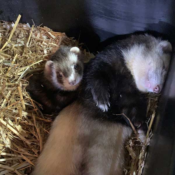 ferrets